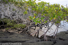 Galapagos-Pflanzen23.jpg